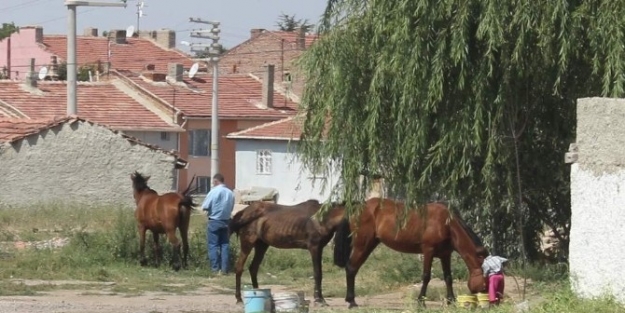 Başıboş Atlar Başa Bela Oldu
