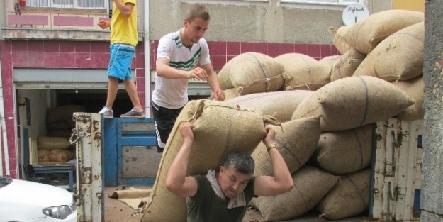 Giresun Fındık Rekoltesinin 2 Bin Tonu Pazara İndi