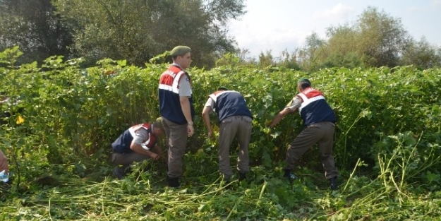Bursa’da Hazine Arazisinde 86 Bin 580 Kök Kenevir Ele Geçirildi