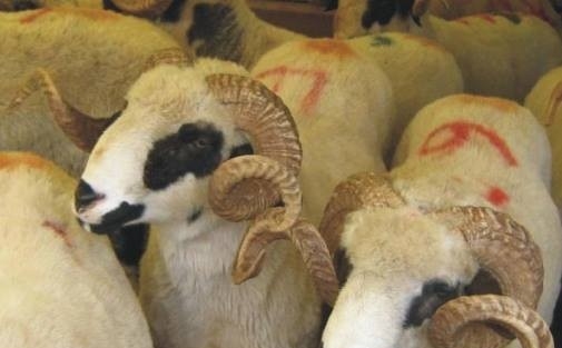 Kurban Kesim Yeri İzni İçin Son Başvuru ’12 Eylül’