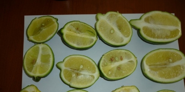 Limon Hasatını Erken Yapmayın Uyarısı