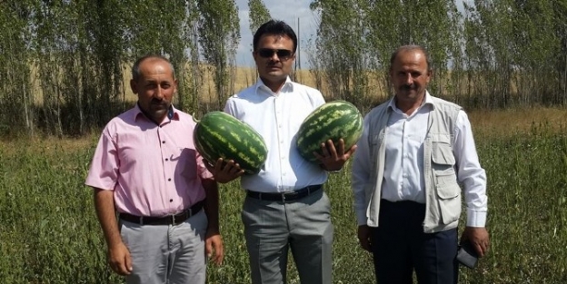 Kelkit’te Karpuz Üretimi