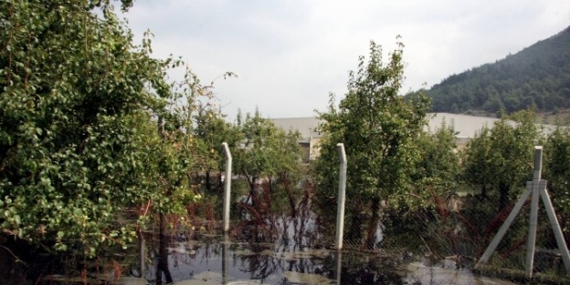 Bursa Ovası’nda Katliam....(özel Haber)