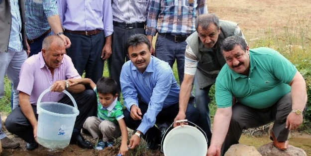 Gümüşhane’de Balahor Deresine 8 Bin Adet Kırmızı Benekli Alabalık Bırakıldı