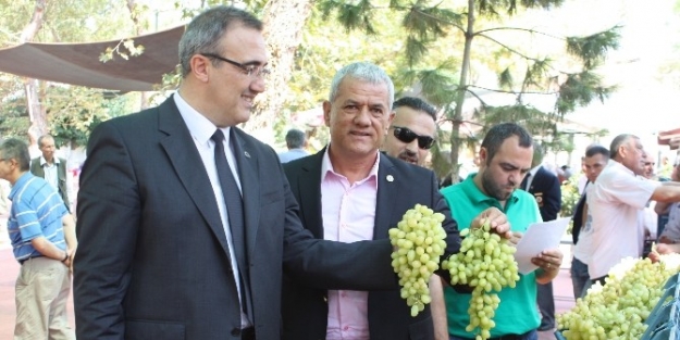 Alaşehir’in En Güzel Üzümü Seçildi