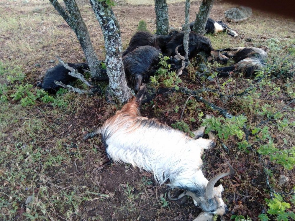 Bursa'da korkunç manzara! Sebebi ise...