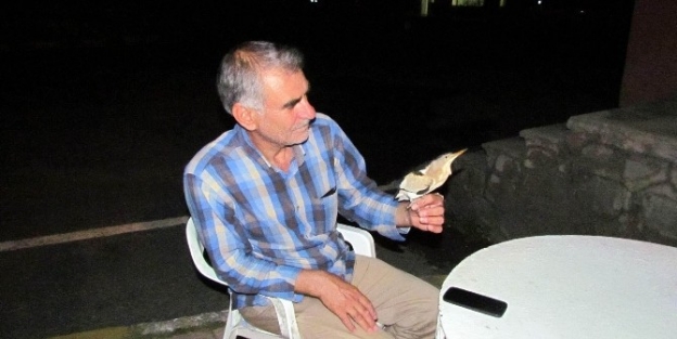 Karayolları Bahçesinde Bulunan Kuş İlgi Odağı Oldu