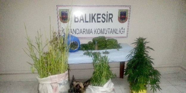 Jandarmadan Kenevir Ve Esrar Operasyonu