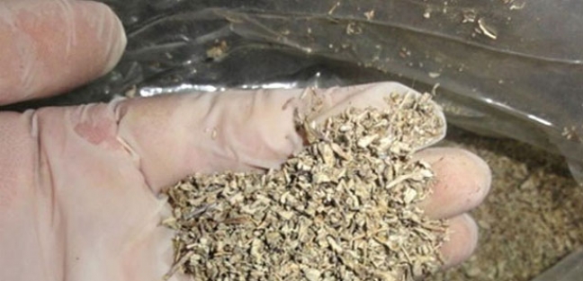 Bir bonzai vakası da Bursa'dan!