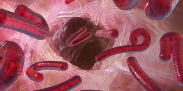 Hatay'da ebola mı var?