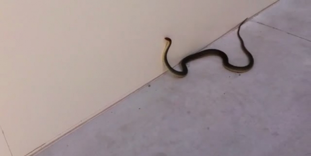 Fabrikaya Giren 1.5 Metrelik Yılan Paniğe Neden Oldu