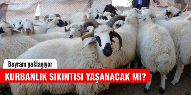 Bayram'da kurbanlık sıkıntısı yaşanacak mı?