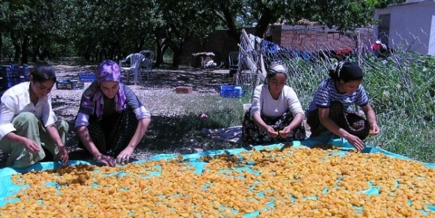 Bir Ayda 30 Milyon 443 Bin Dolarlık Kayısı İhracati Yapıldı