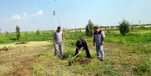 Siverek Devlet Hastanesinde Ağaçlandırma Çalişmalari
