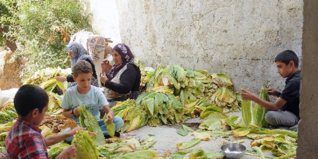 Çelikhan’da Tütün Hasat Zamanı