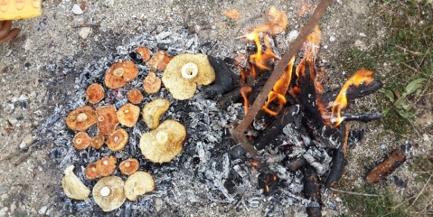 İşçilerden Mantar Partisi