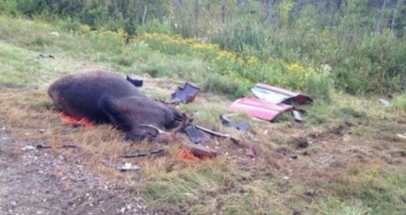 Geyik kaza yaptırdı: 2 ölü