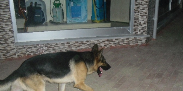 Sokak Köpekleri Korkutuyor