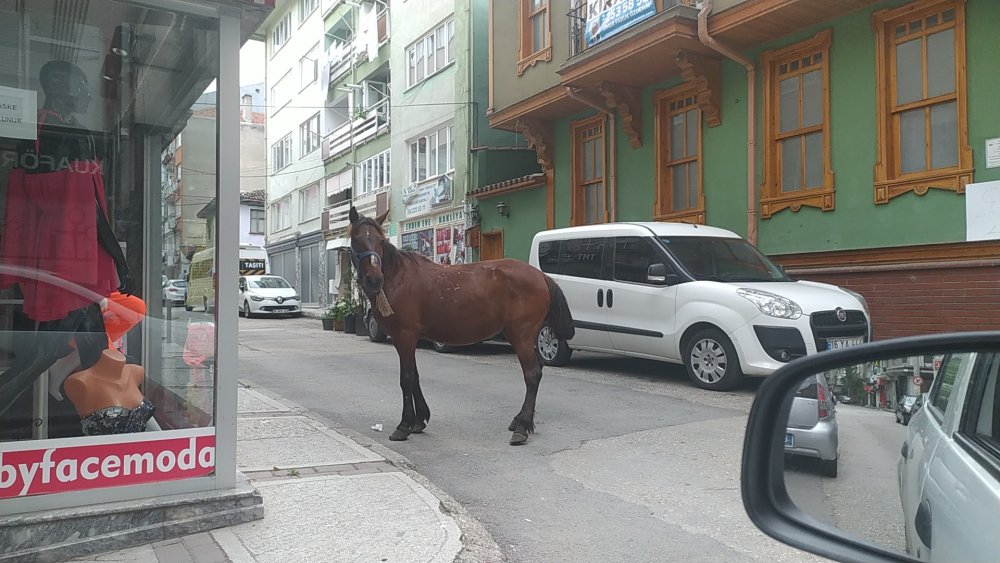 Bursa'da başı boş at paniği! Altıparmak Caddesinde...