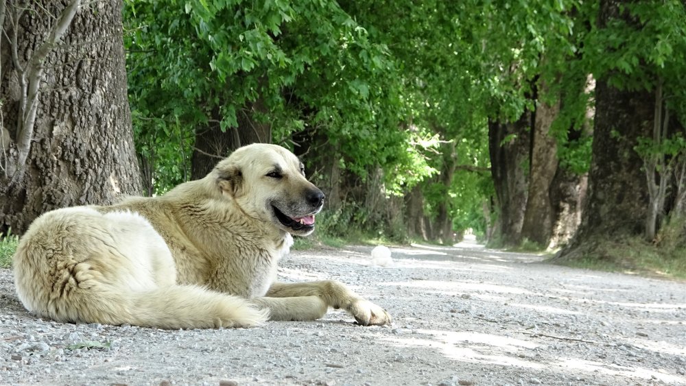 Bu yol Bursa'da! Yürümek için Türkiye'nin her yerinden geliyorlar