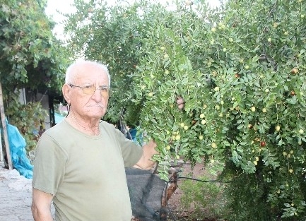 İlçede Hünnapı İlk Kez 40 Yıl Önce Yetiştirdi