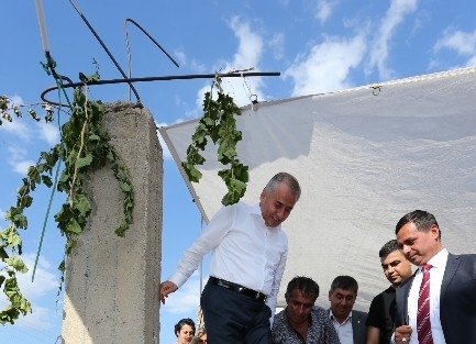 Başkan Zolan Üzüm Çiğneyip, Pekmez Kaynattı