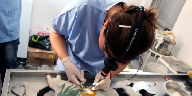 Ayvalık’ta Kedi Ve Köpekler Kısırlaştırılacak