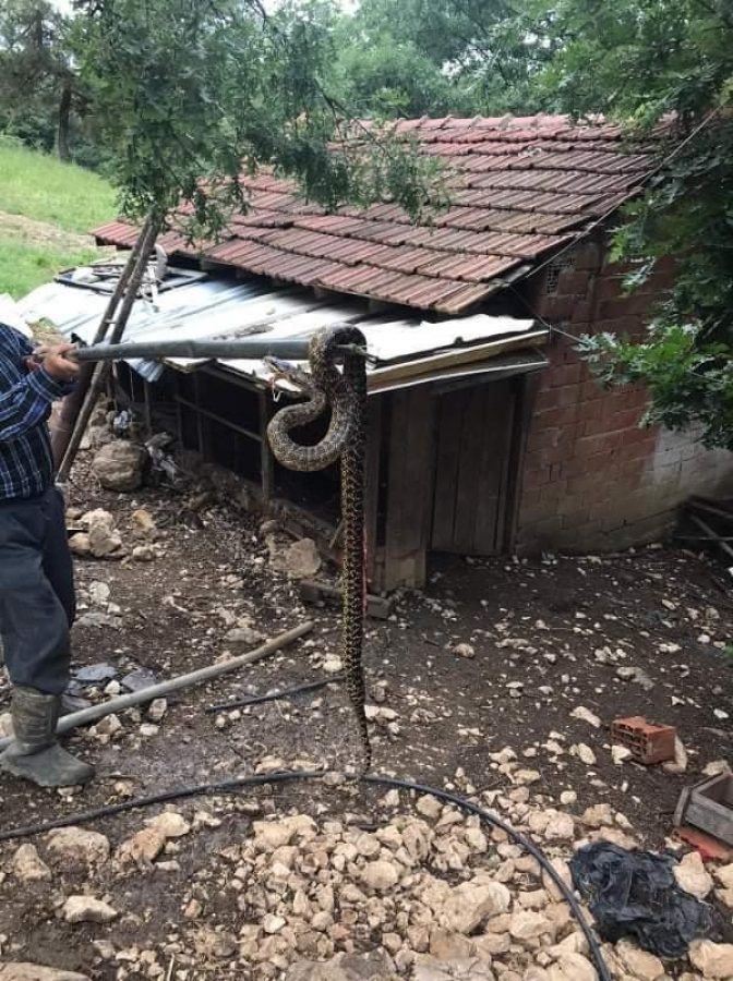 Bursa'da 2,5 metrelik yılan paniği! Aynı yerde ikinci kez görüldü!