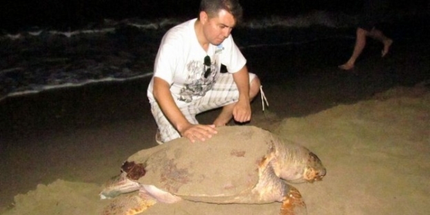 Kuşadası’nda Kurtarılan Caretta 7 Ay Sonra Ölü Bulundu