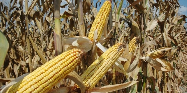 Mısırda Verim Arttı