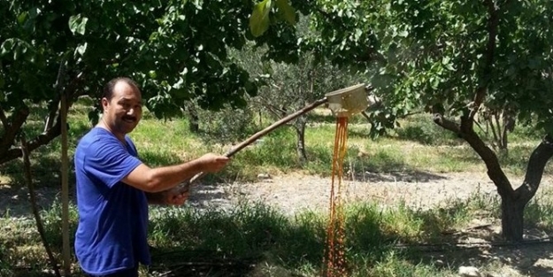 Pekmez Yapma Geleneği Mut’ta Devam Ediyor