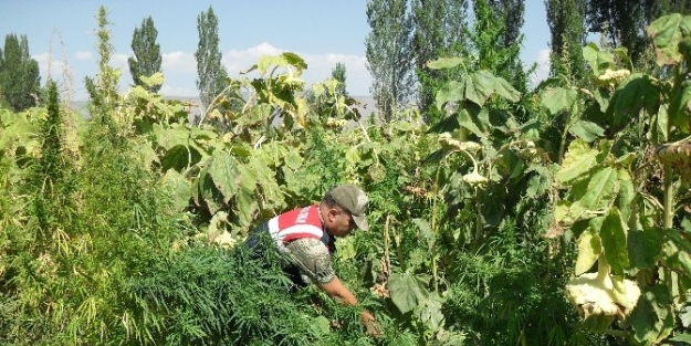 Erzurum’da 40 Ton Hint Keneviri Ele Geçirildi