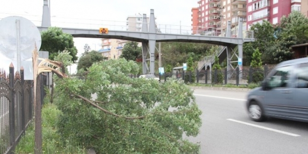 Giresun’da Şiddetli  Rüzgar Ağaçları Devirdi