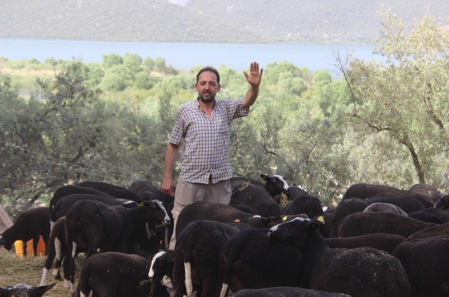 Bursa'da bu koyunu almak isteyenler 5 ay sıra bekliyor!