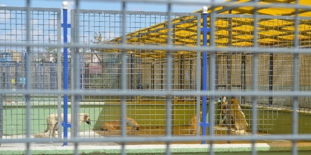 Sokak Hayvanlarına Erzurum Büyükşehir Belediyesi Hayvan Barınağı Sahip Çikiyor