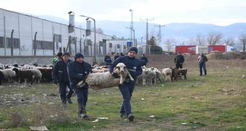 Bursa'da ekili arazilere zarar veren koyunlara zabıta müdahale etti