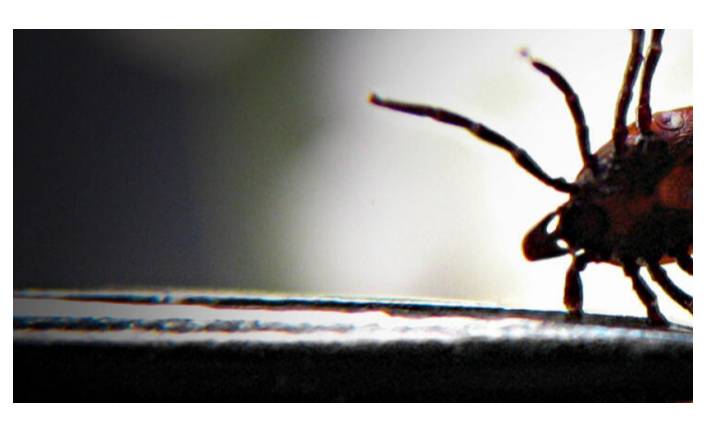 Kene vakaları geçen senelere göre 7 kat arttı