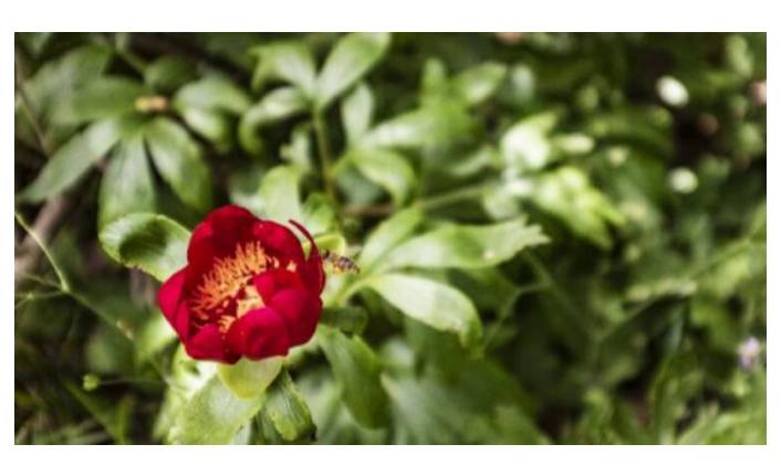 Çok nadir görülüyor! Koparmanın cezası 60 bin TL