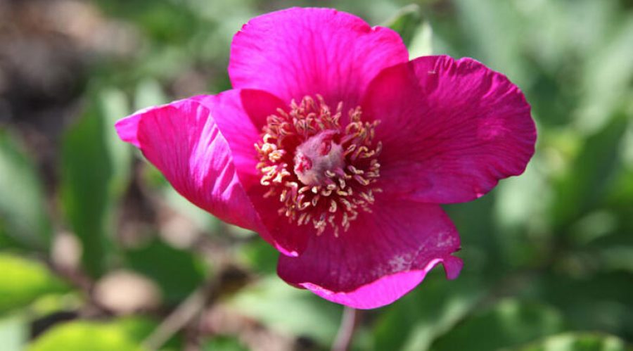 Dikkat! Bu çiçeği koparmanın cezası 60 bin lira!