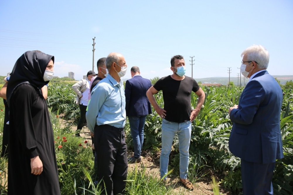 Bursa’da enginarın tarlada kalmaması için çalışma başlatıldı