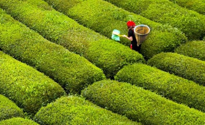 İçişleri Bakanlığı'ndan 'hasat' genelgesi!