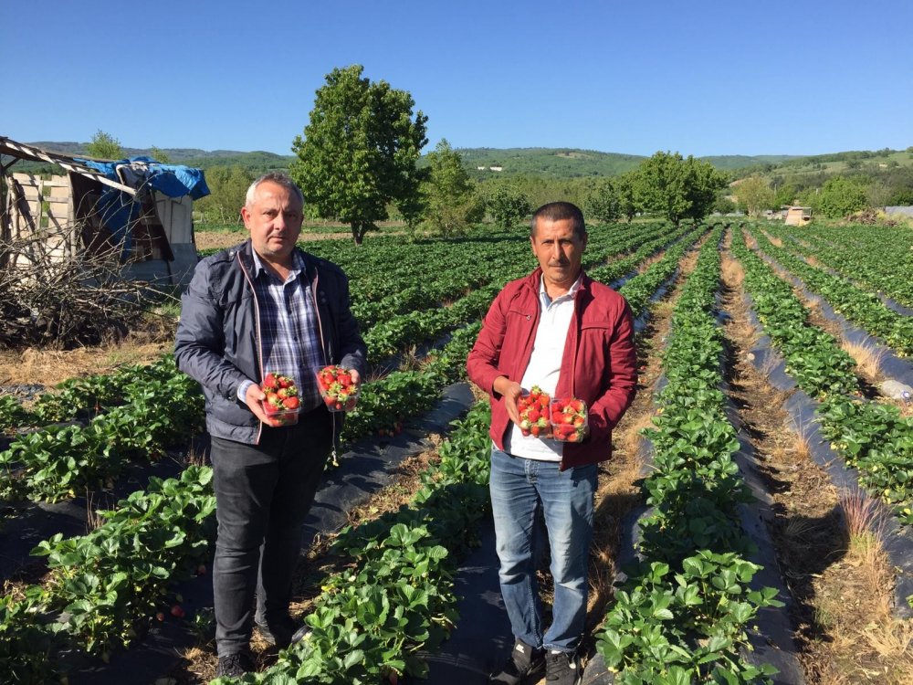 Çilek tarlada 5, pazarda ise 10 lira