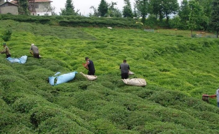 Çay hasadı için işçi sıkıntısı devam ediyor