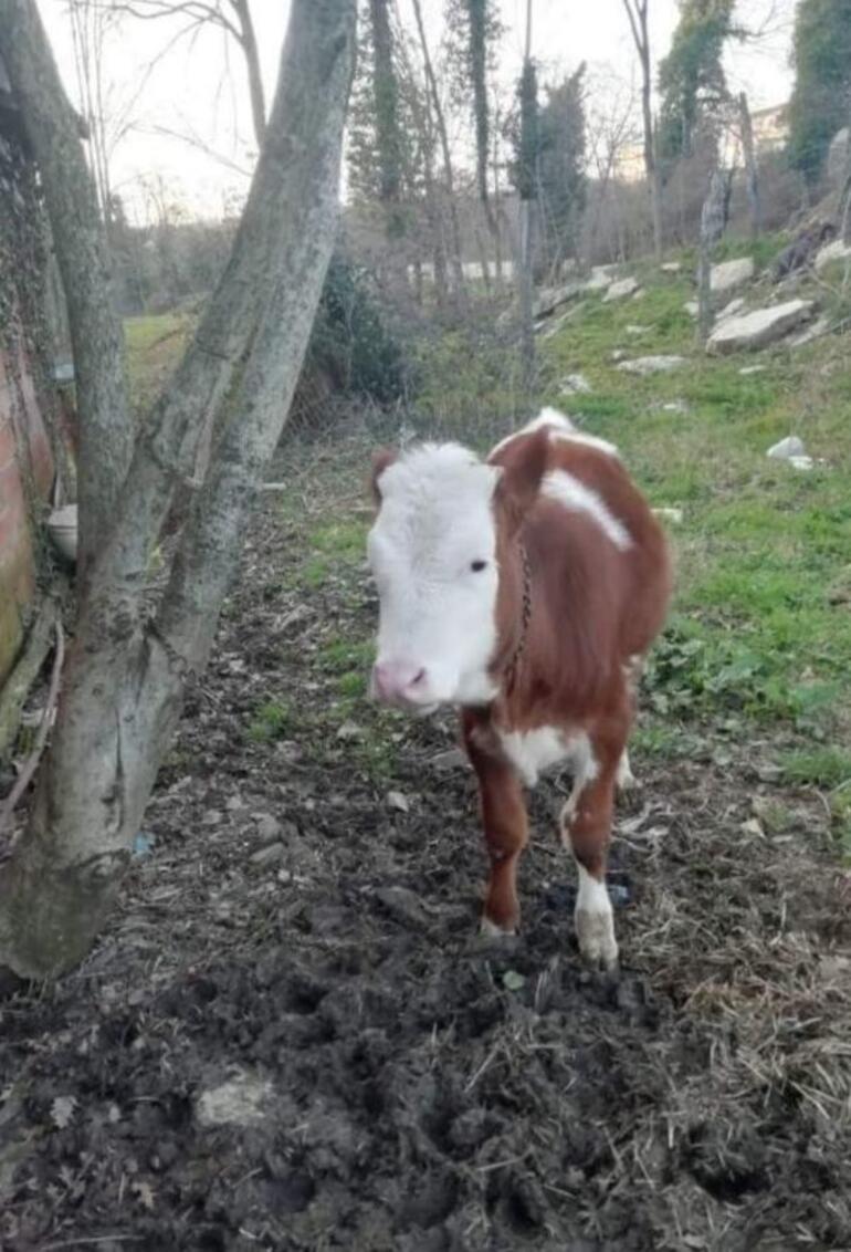 Kaybolan ineği için afiş bastırdı