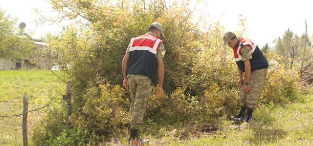 İnsanlık bu çalının altında bitti!