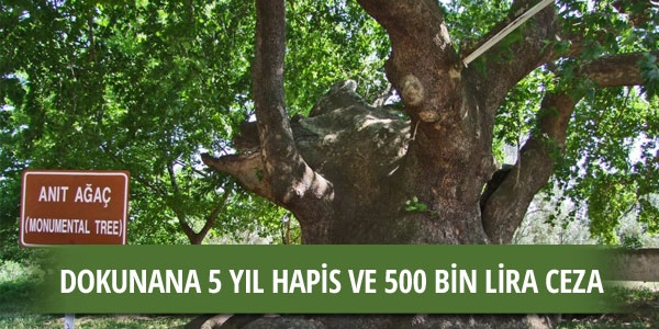 Bu ağaca zarar verene 5 yıl hapis