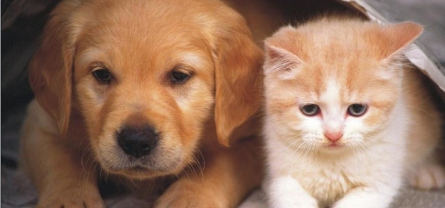 Çocuktan çok evcil hayvan olan ülke