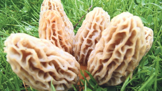 Kuzugöbeğinin kilosu 800 TL