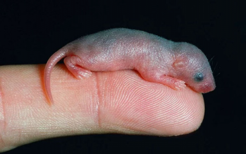 Bu şarabı hiç denemediniz! Yavru fare şarabı