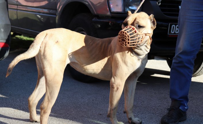 Köpek sahibini tüfekle öldürdü